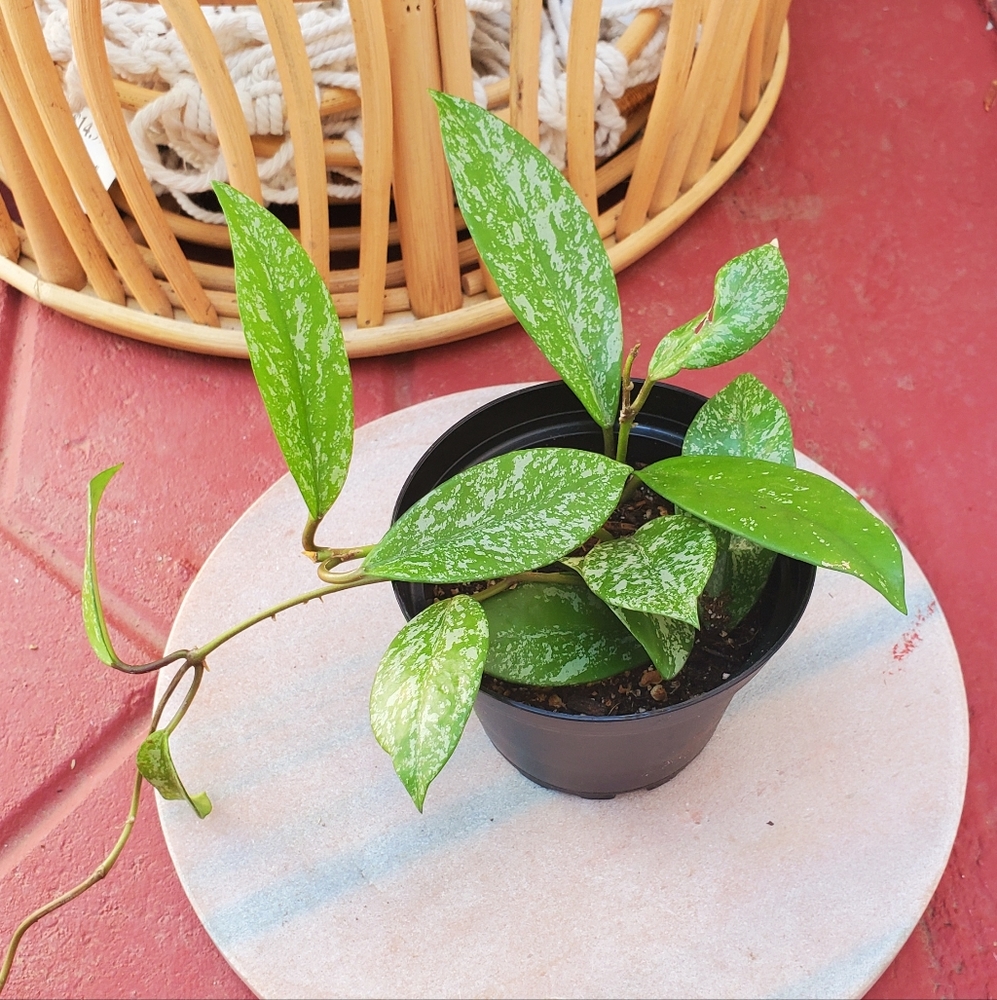 Hoya Publicalyx 3" pot